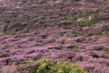 Fiori di Bach - corso base