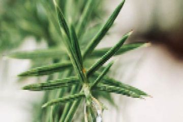 Nuova vita agli alberelli!