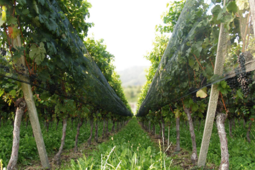 Cantine aperte 2026