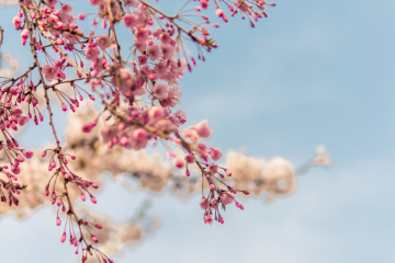 Marzo 2026 Al Cortiletto 